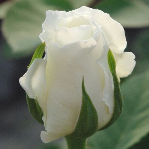 Rosa White Swan - alb - Trandafir copac cu trunchi înalt - cu flori teahibrid - coroană dreaptă